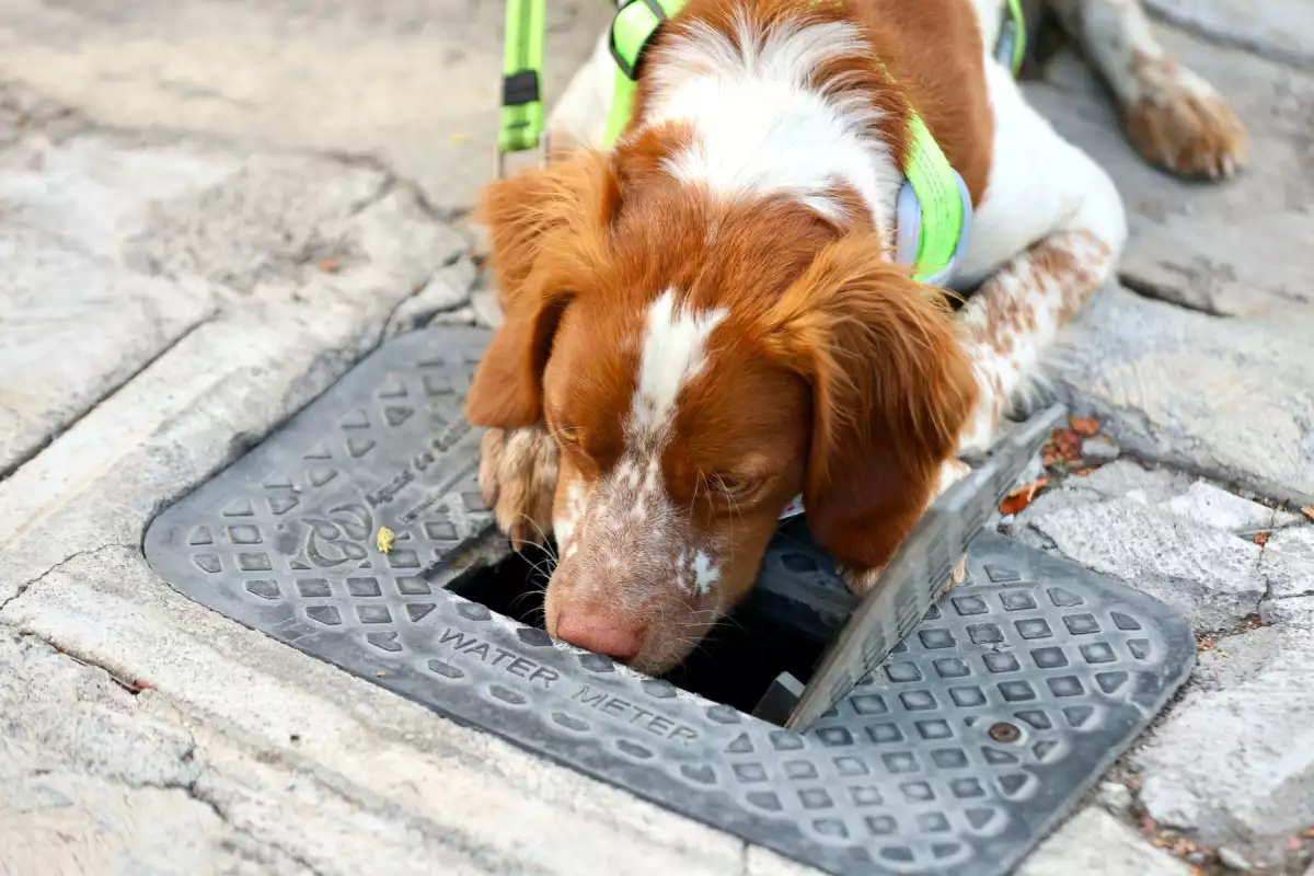 Manchas y fugas de agua