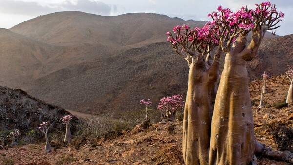 yemen