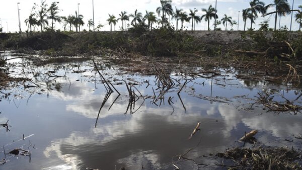 El gobierno dice que 22 hectáreas del manglar fueron taladas; los activistas aseguran que fueron más de 50.