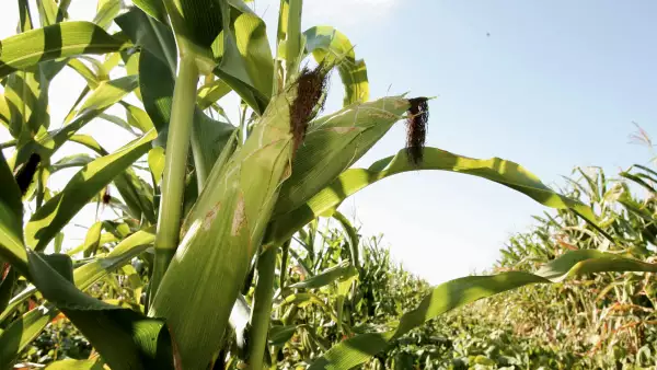 LA CNA argumenta que científicamente no se ha comprobado que el maíz modificado cause afectaciones. (iStock)