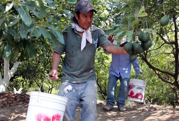 MEXICO-US-BORDER-AVOCADO