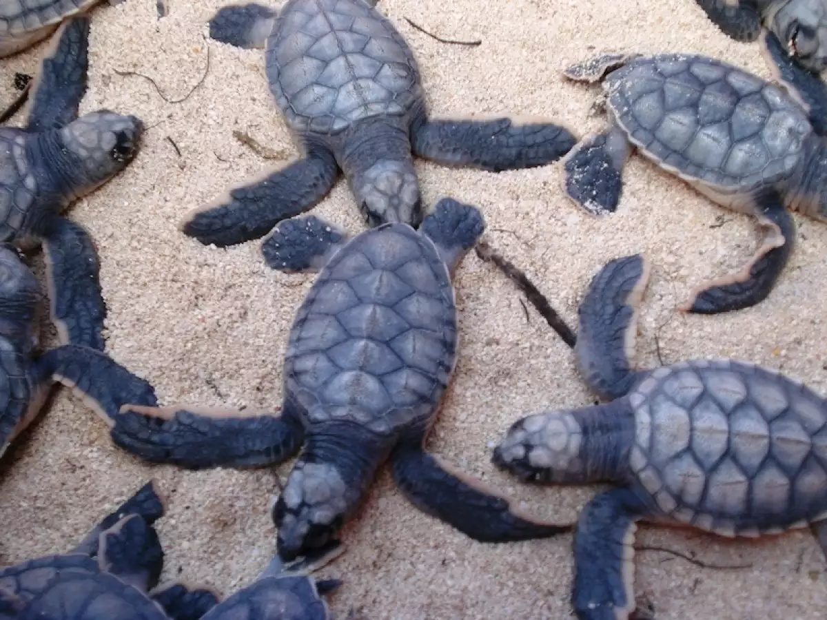 Life and Style Tortugas 2.jpg