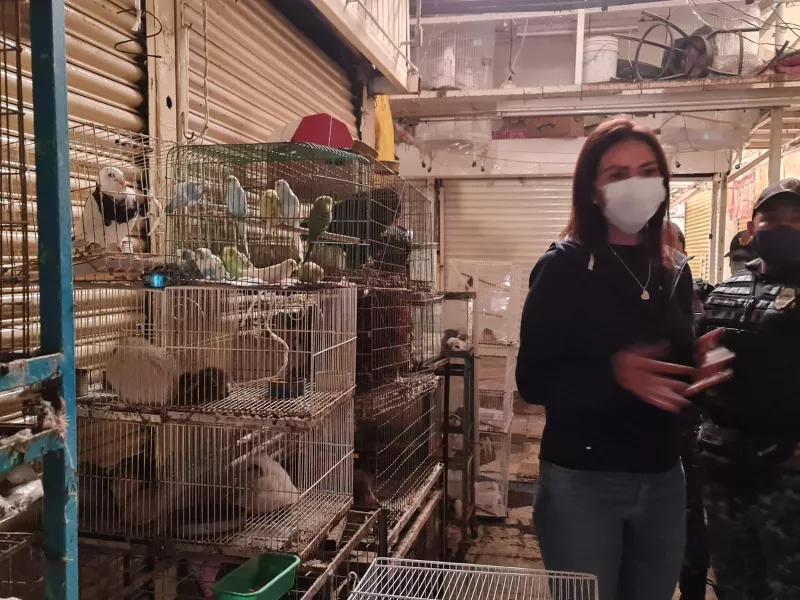 Mercado sonora animales 