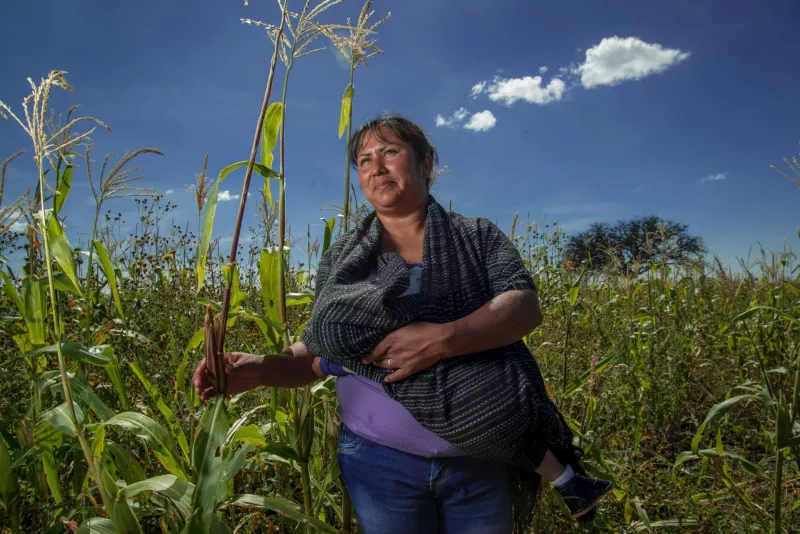 ¿Cómo consultar el saldo de tu tarjeta Mujeres con Bienestar?
