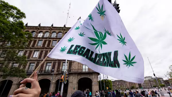 Canadiense Xebra Brands apuesta a México como líder en producción industrial de marihuana