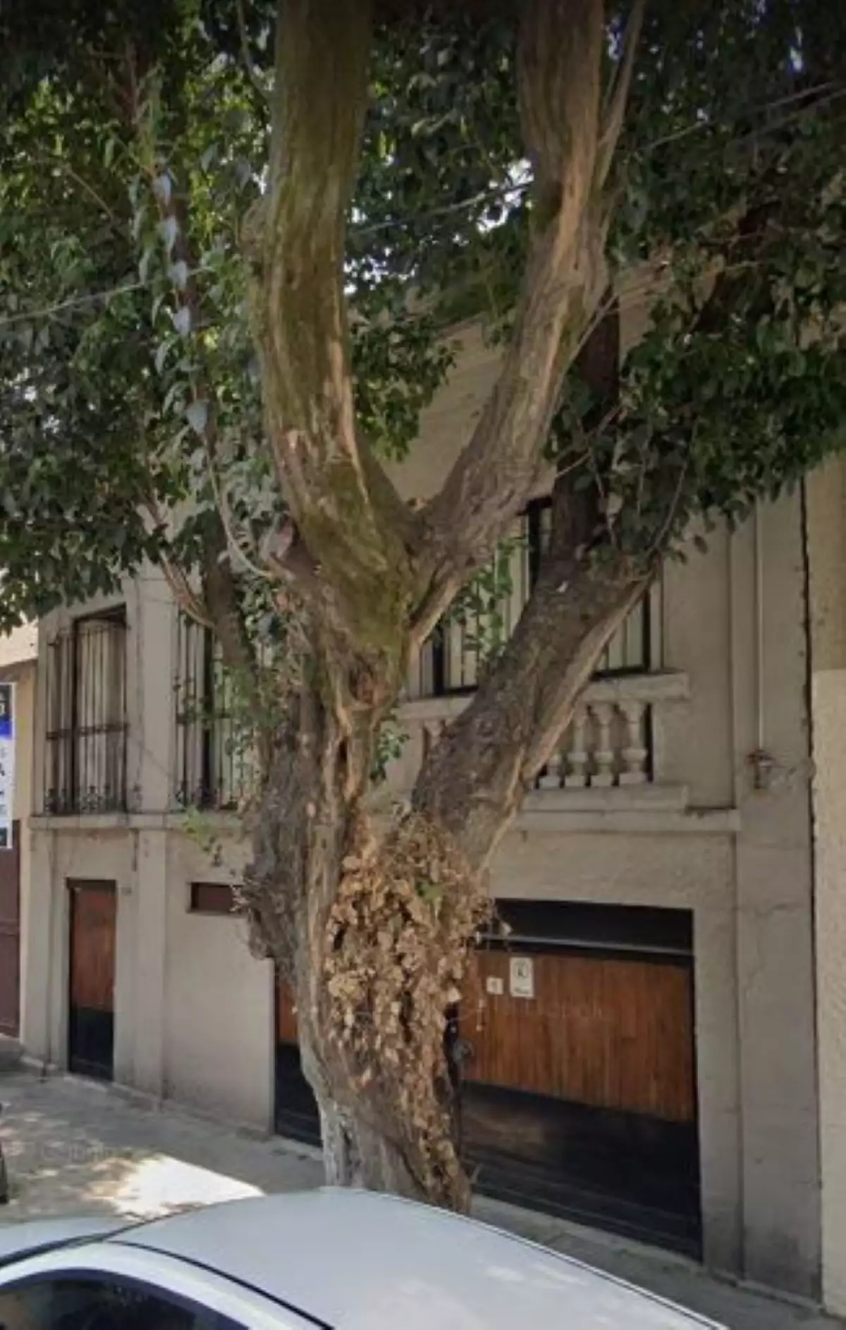 Leonora Carrington 2.jpeg