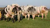 Lo que pones en tu mesa afecta seriamente al planeta y a tu salud. Estos documentales te harán reconsiderar tu dieta y comenzar a pensar en hábitos más saludables, eficientes y ecológicos.