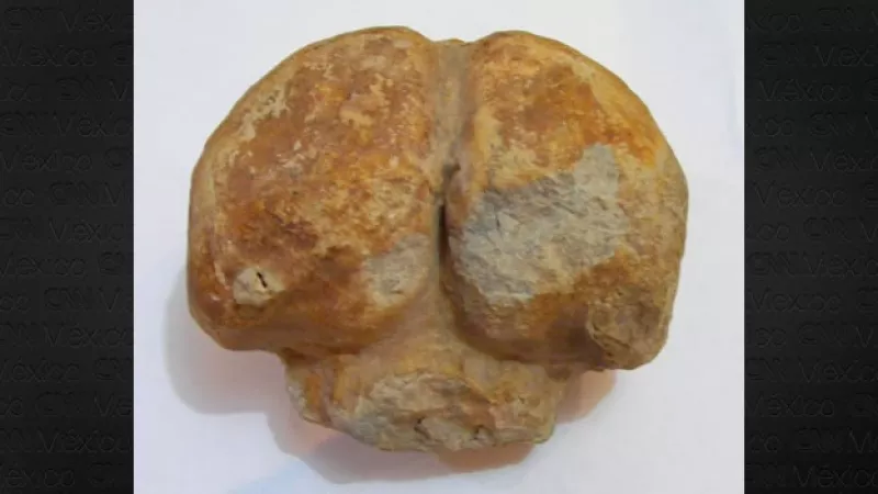 cerebro de fosil encontrado en peru