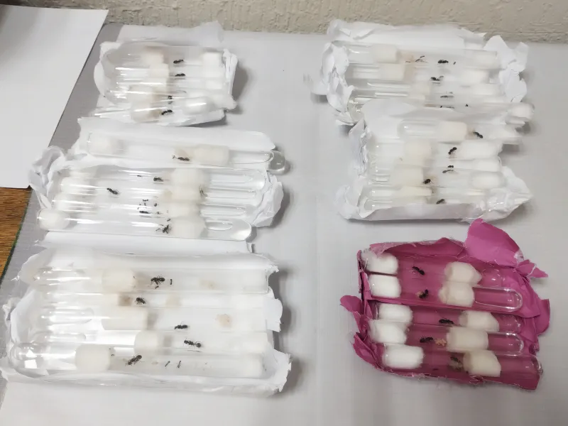 Hormigas_SLP_4.jpg