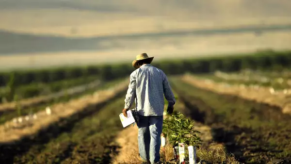 (Campesino durante su jornada laboral)