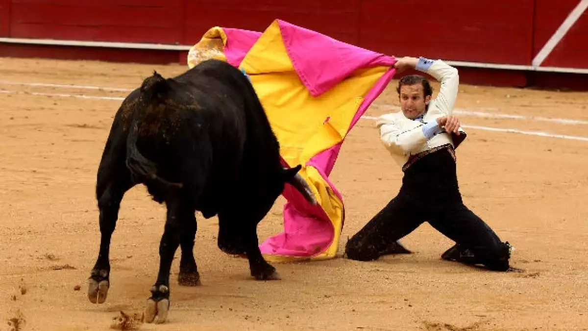 toros