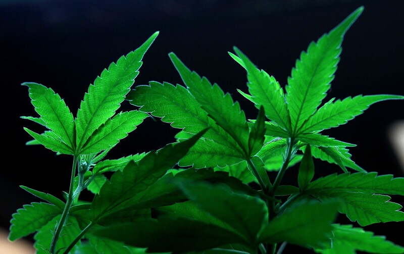Marihuana