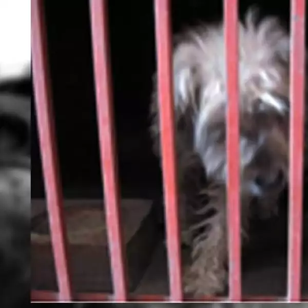 perros iztapalapa 1