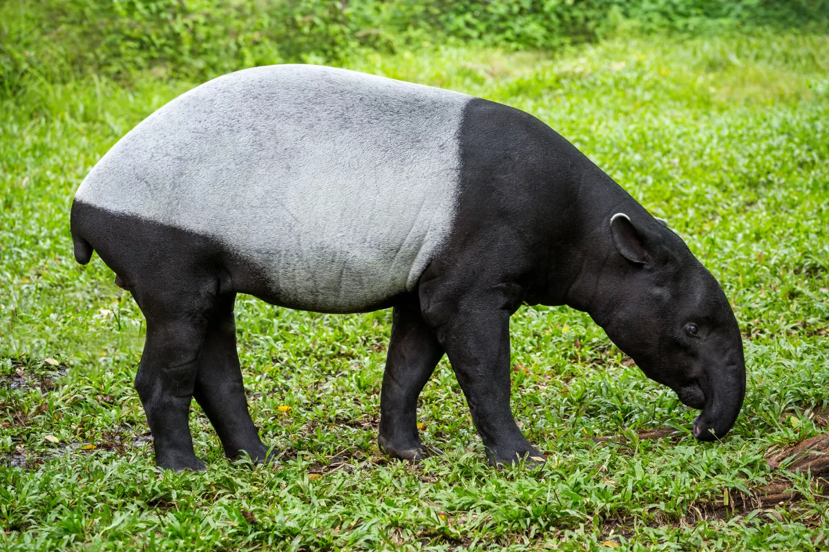 animales amenazados por el tren maya tapir