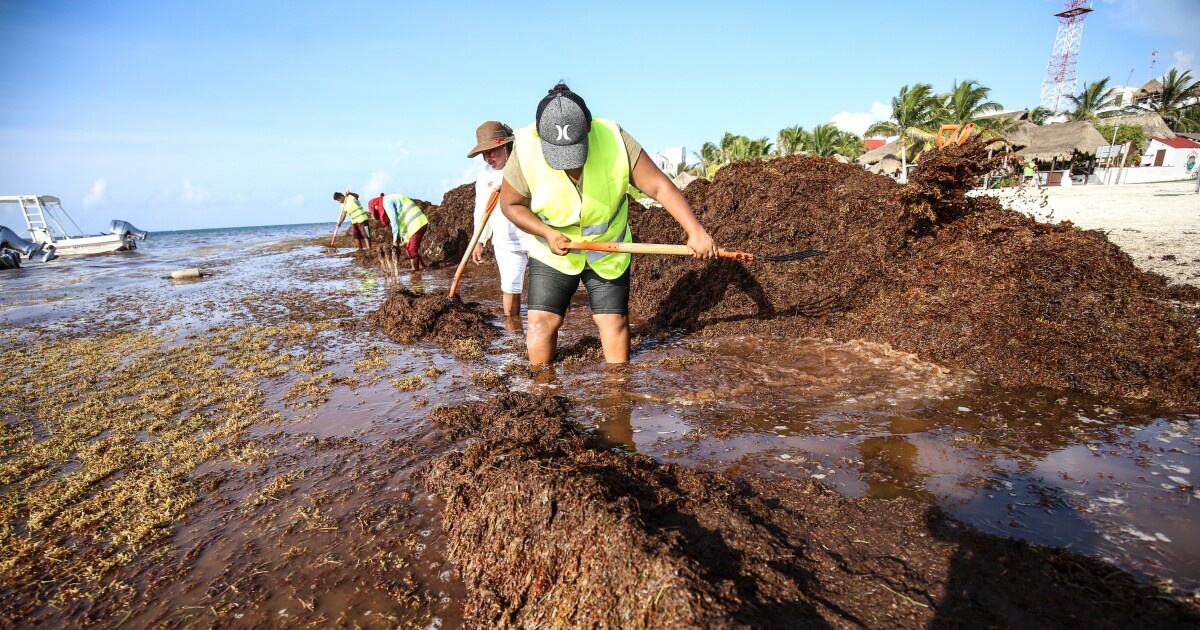 Get Wallpaper Los Hoteles De Quintana Roo Analizan Bajar Sus Tarifas Hasta 20 For Android Free