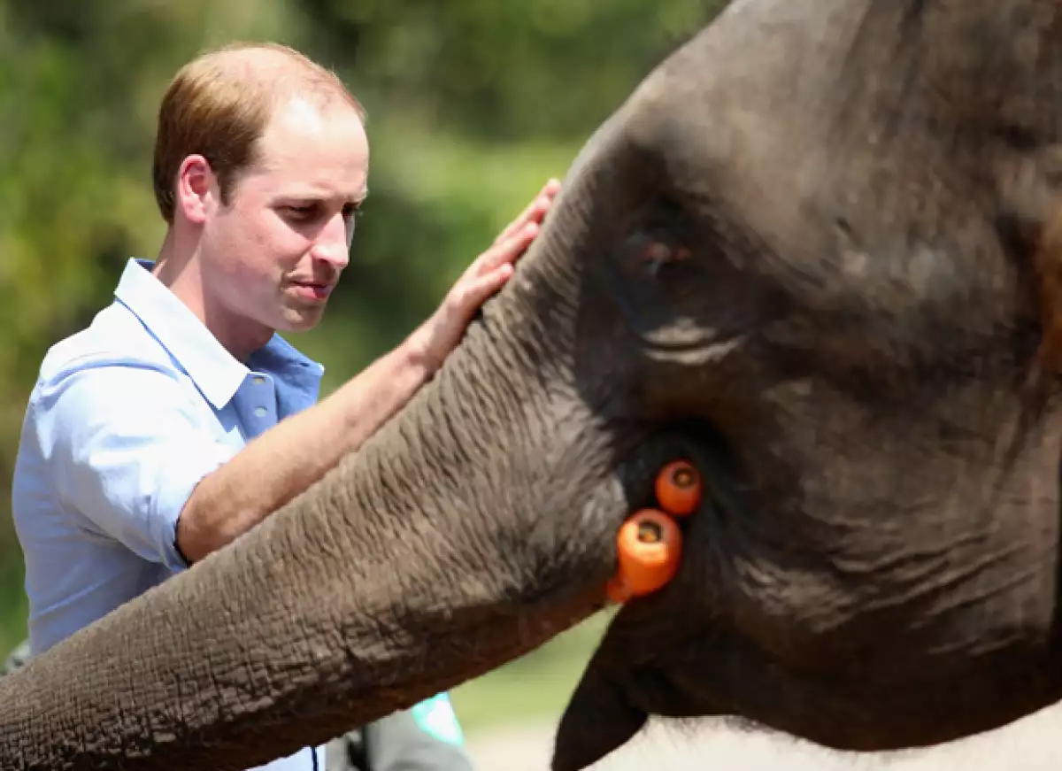 La elefanta de 13 años, a la que el esposo de Kate Middleton alimentó, fue rescatada luego que se lastimara en una trampa.