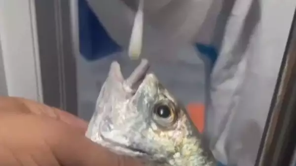 pruebas-peces-.jpeg
