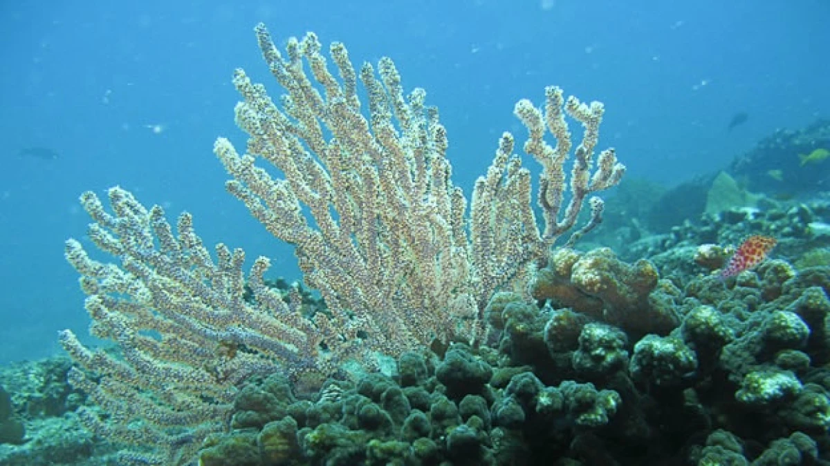 Cabo Pulmo es el único arrecife del Golfo de California