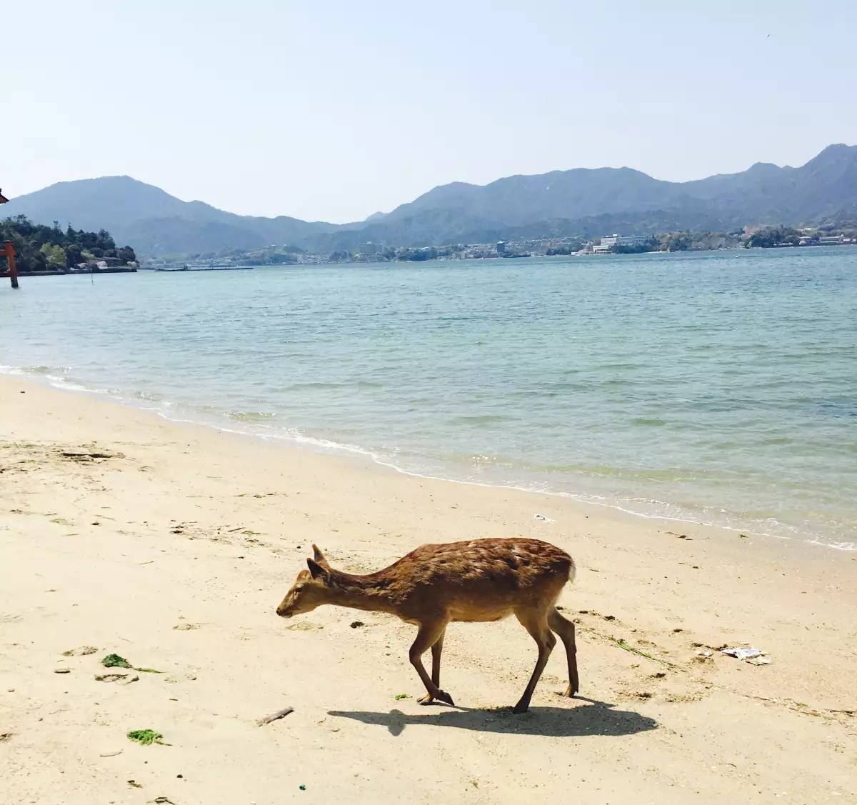 Venado