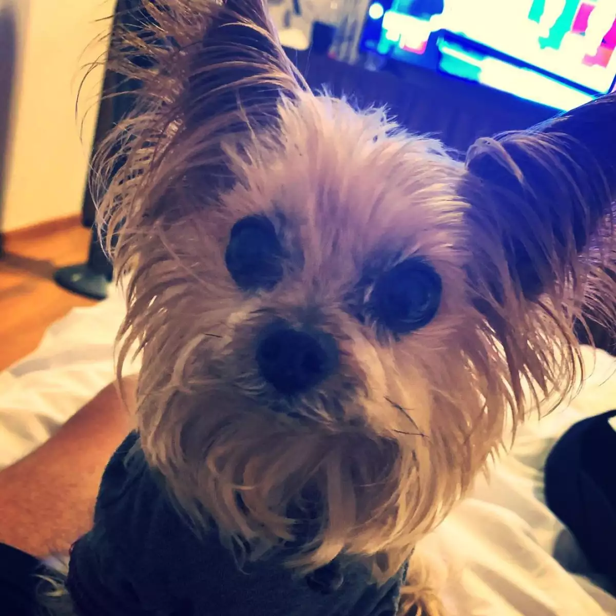Martina la perrita del actor Kuno Becker