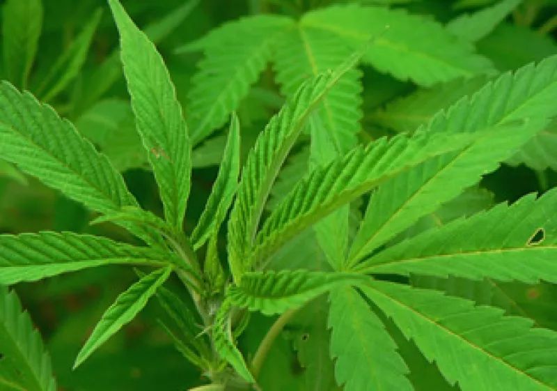 La siembra de marihuana para autoconsumo en México sigue siendo un delito federal, informó la Presidencia de la República (Foto: SXC )