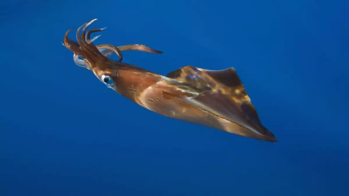 calamar oceano especies