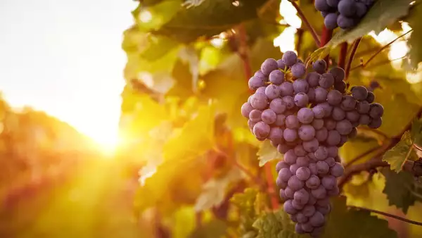 Más vino.