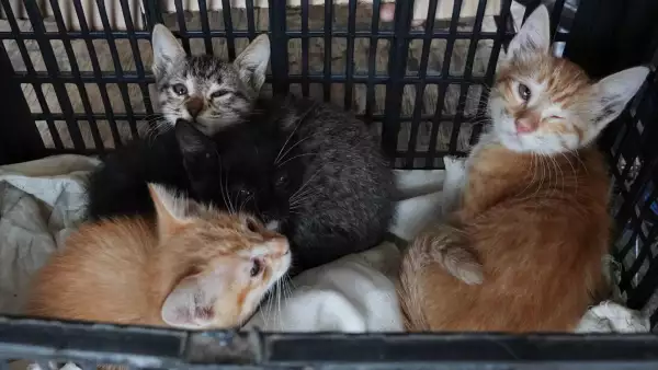 Vacunación antirrábica perros gatos Iztapalapa -08