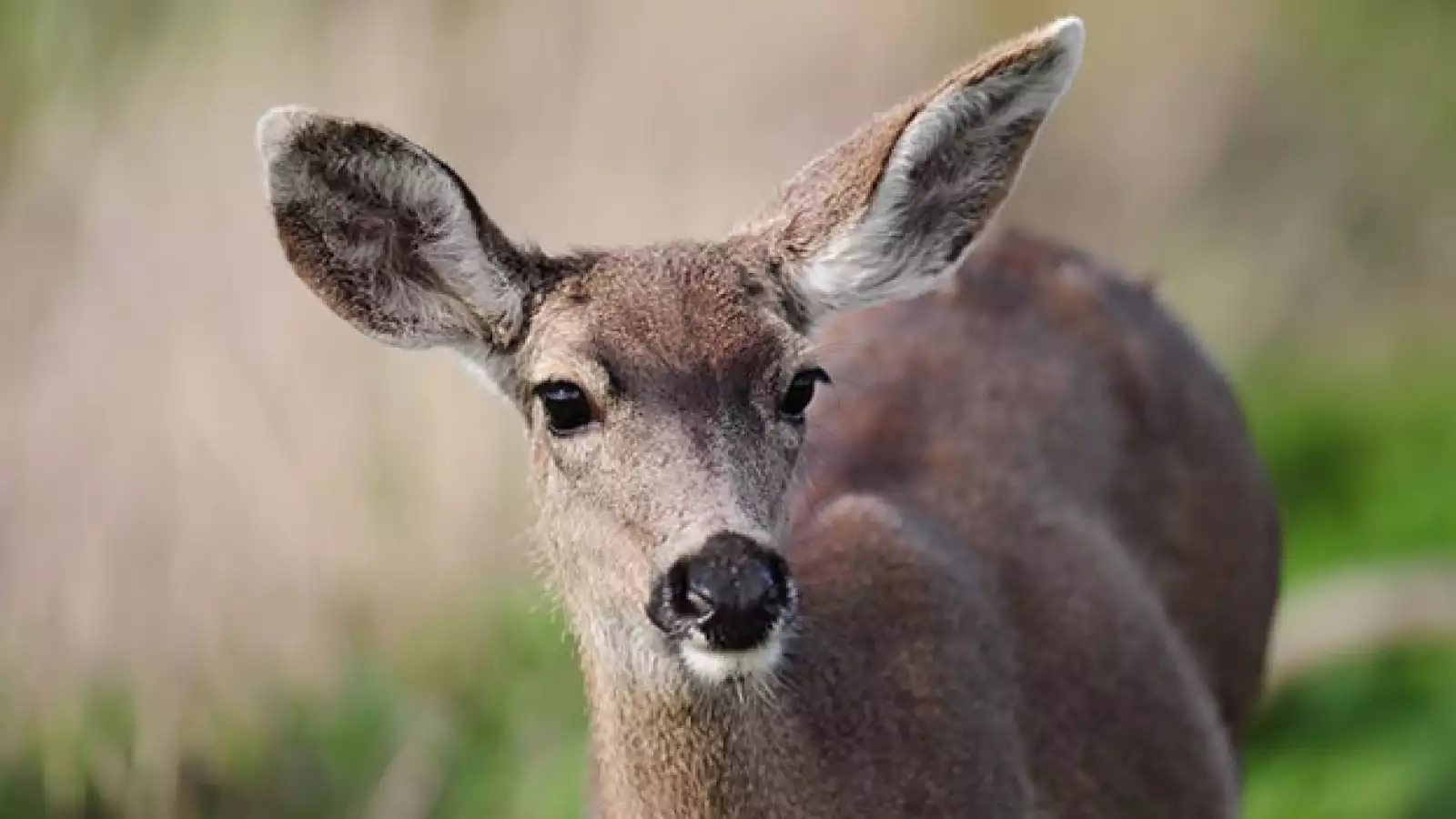 venado