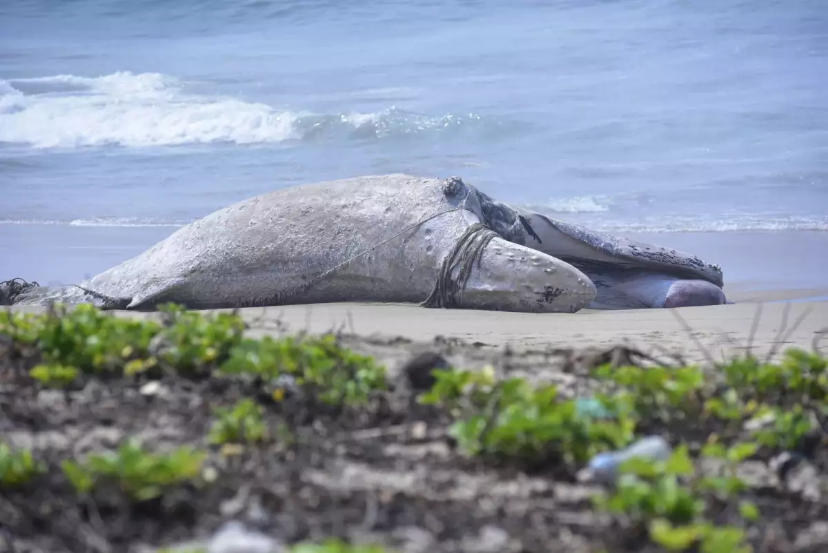 ballenas o gas