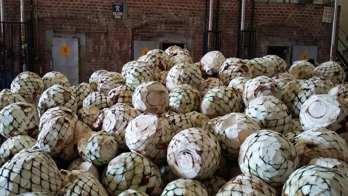 Tequila de altura