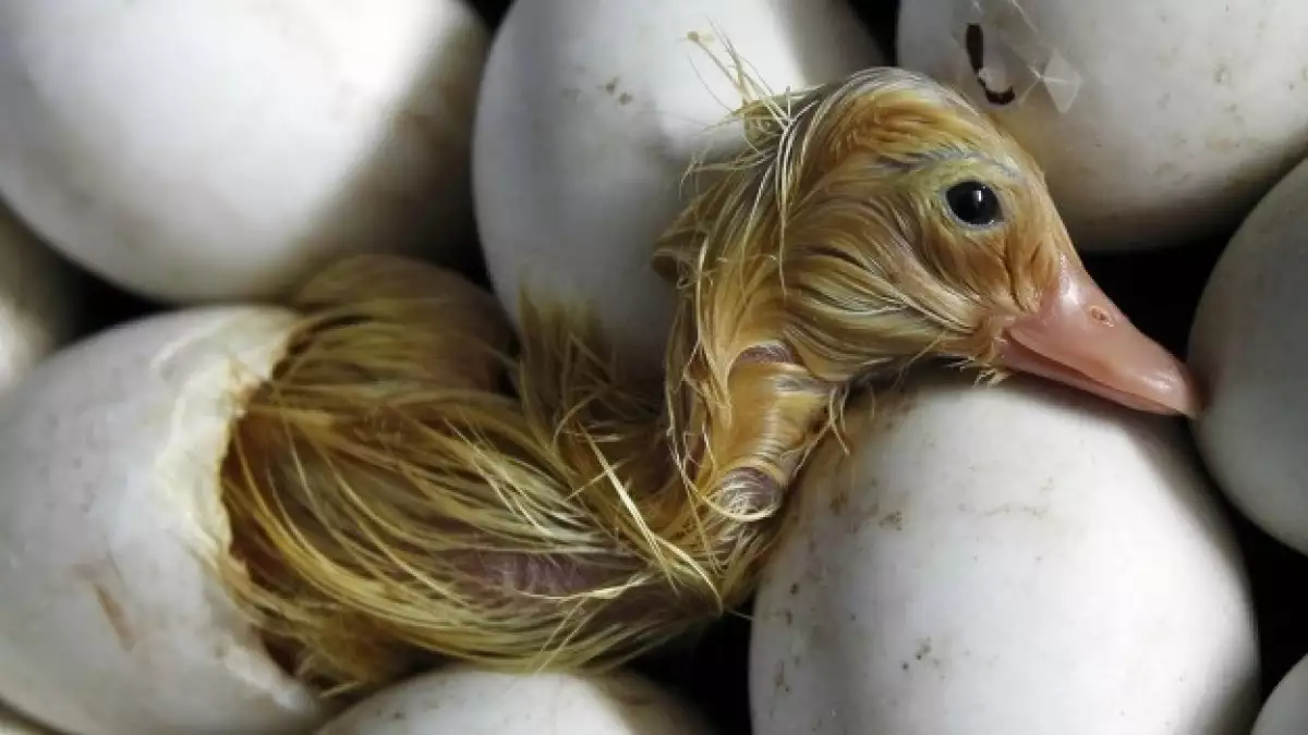 un pato y huevos