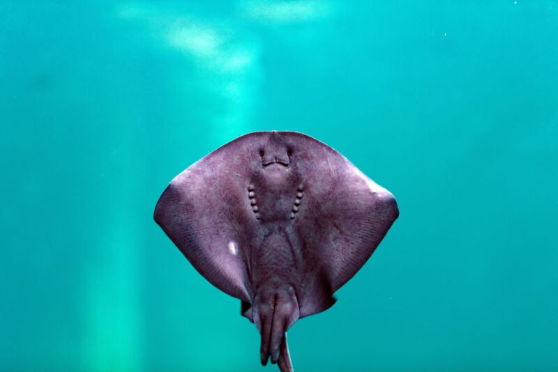 mantarraya