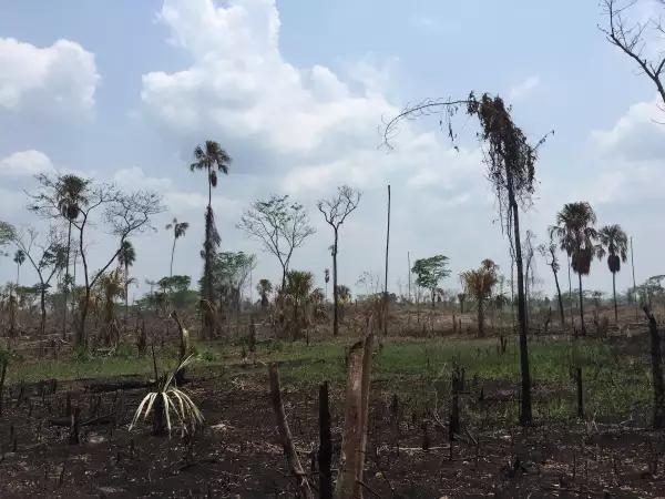 bosques-latinoamerica-deforestacion