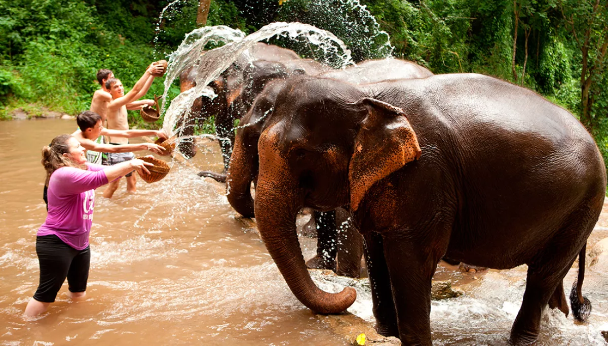 Turismo para salvar elefantes