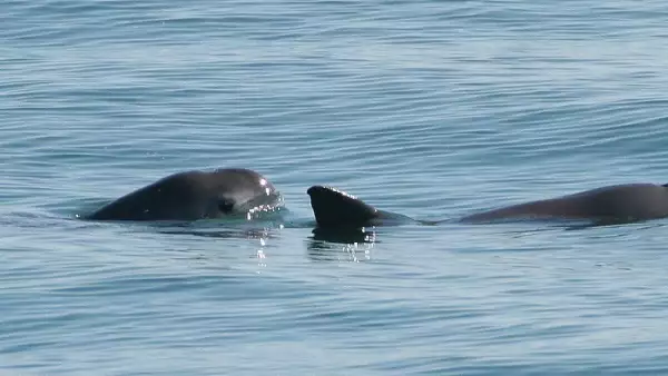 poblacion-vaquita-marina-2023