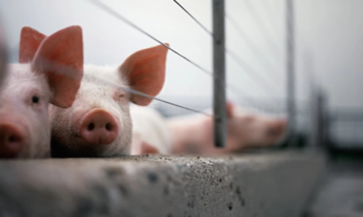 El virus de Diarrea Epidémica Porcina afecta a lechones con 10 o menos días de vida. (Foto: GettyImages)
