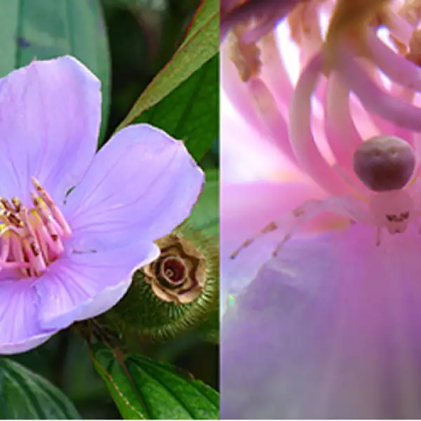 Flores violentas chinas