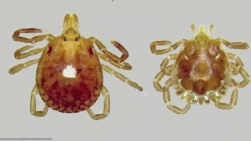 virus de bourbon garrapatas