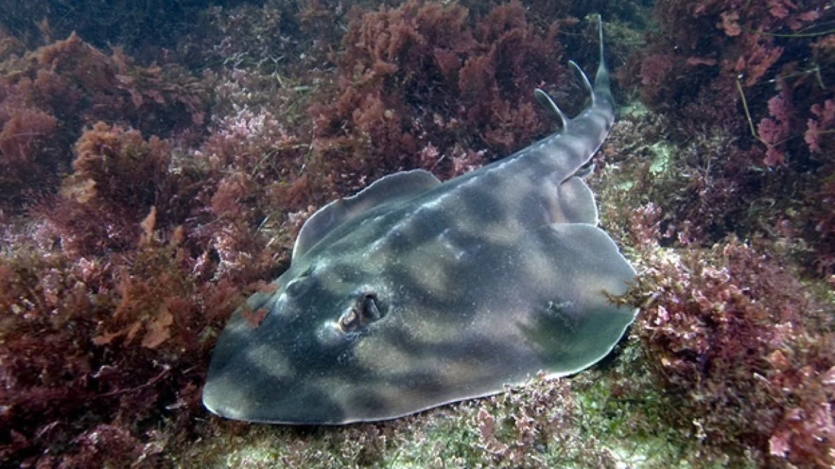 arrecife, mantarraya, cabo pulmo, coral, ecosistema, mar