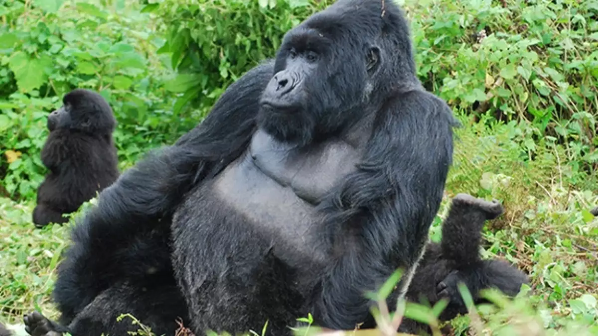 gorilla