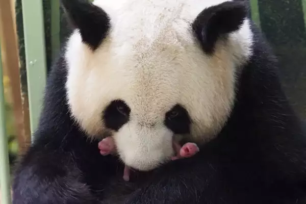 Zoo de Beauval: les jumeaux pandas sont n�s