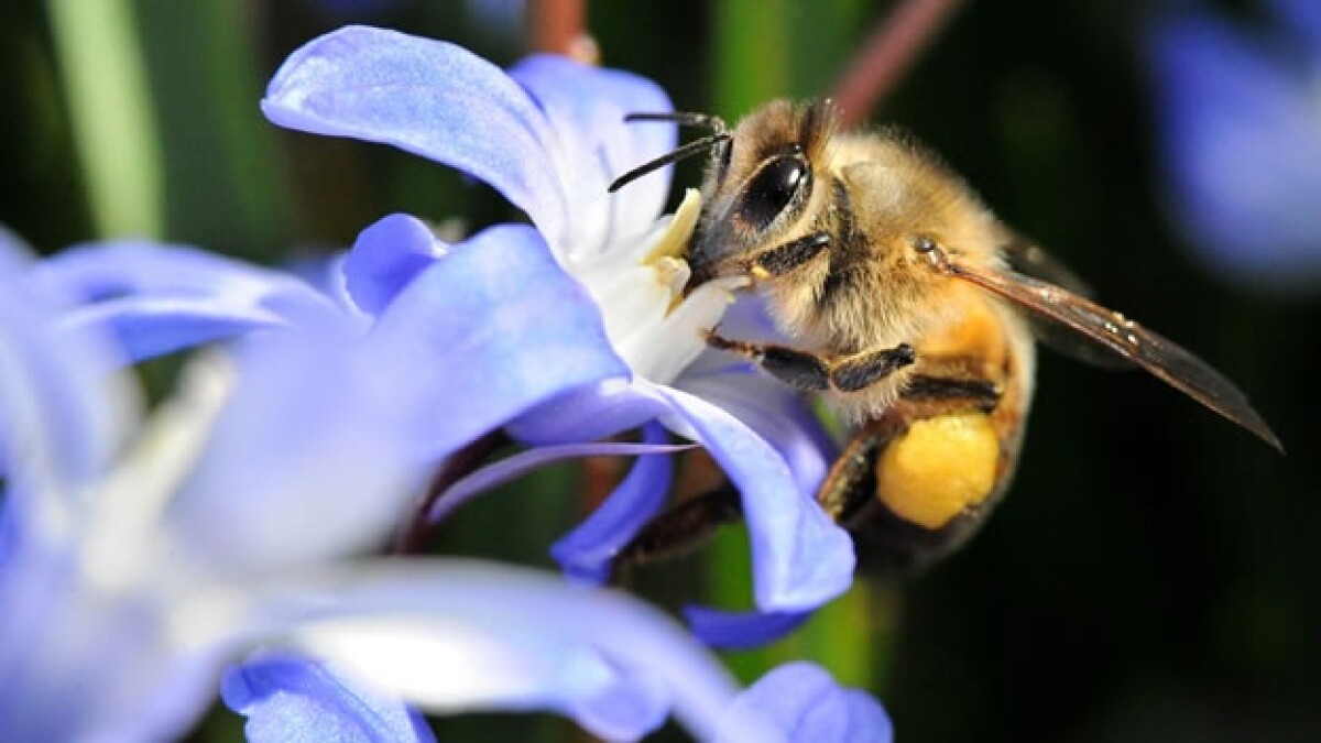 ¿Qué podemos hacer para salvar a las abejas?