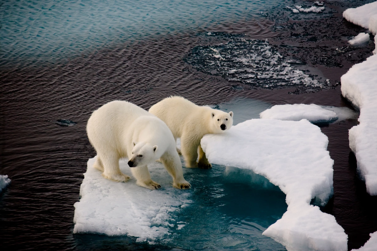 oso polar