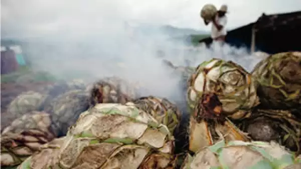 Aunque el mezcal y el tequila provienen del agave, ambas bebidas son diferentes. (Foto: Especial)