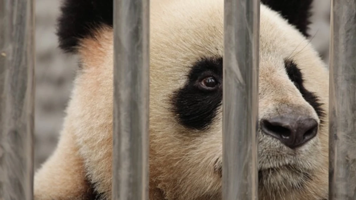 Que Tiene Los Pandas Que No Tenga Ningún Otro Animal Un zoológico chino es acusado de maltrato tras la muerte de una panda