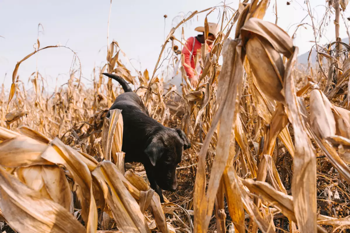 Dog helping farmers working in wheat field