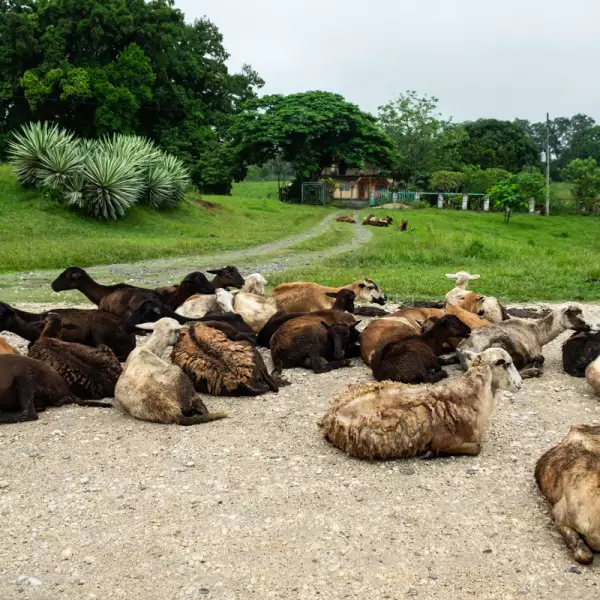 Pobladores de la región de Platanar Abajo denunciaron que a pesar de que reportaron desde el 26 de julio una fuga en los ductos de Pemex, esta se ha descontrolado por la crecida del Río Mezcalapa.