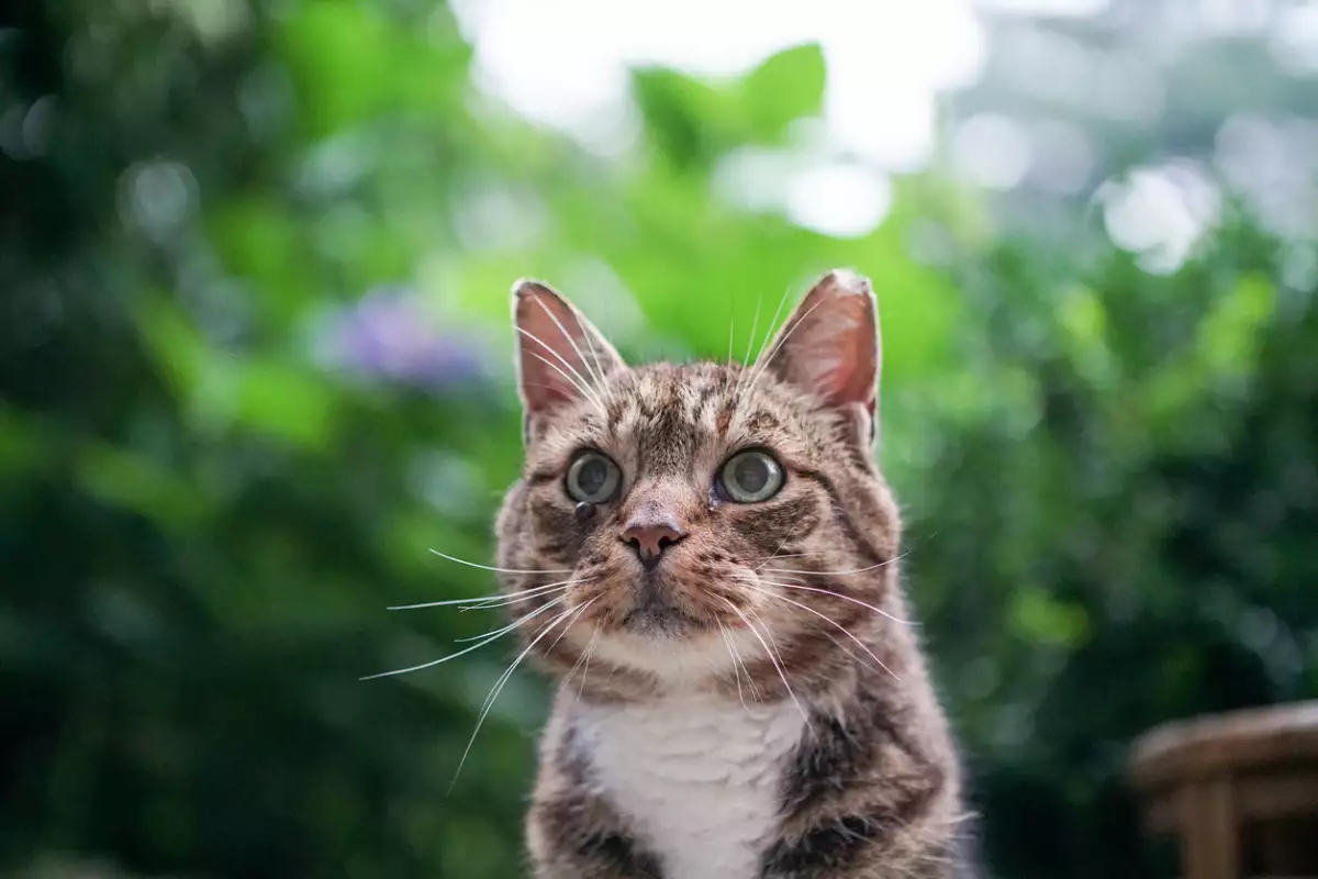 Gatos