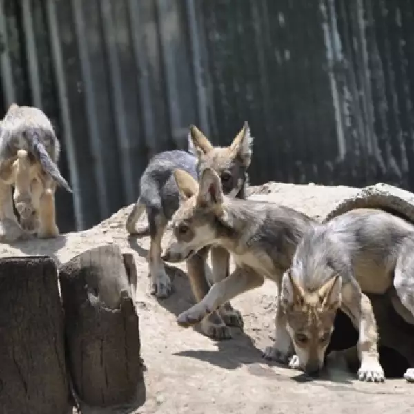 lobo mexicano San Juan 3